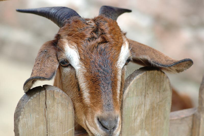 Goat-Capra aegagrus hircus stock image. Image of large - 107010857 Goat-Capra aegagrus hircus stock image. Image of large - 107010857