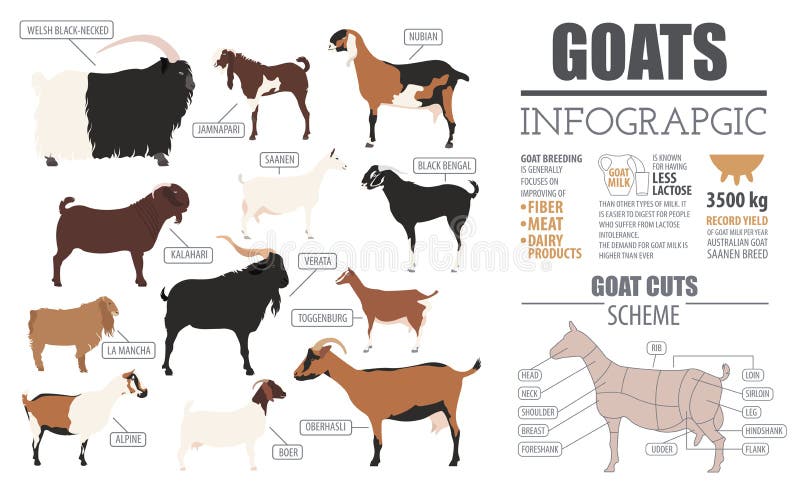 Goat Breeds Infographic Template. Animal Farming Stock Vector - Illustration  of cattle, mammal: 79298541