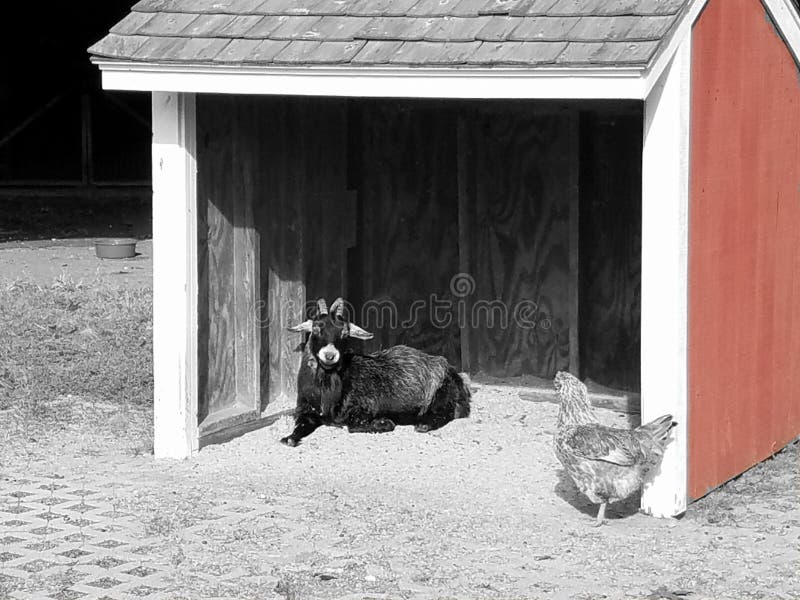 Goat And Chicken Stock Photo Image Of Animals Chicken 98047828