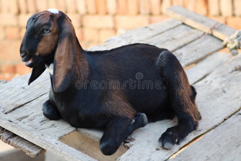 Goat a Dairy Animal from Indian Breed of Goats Stock Image Image of