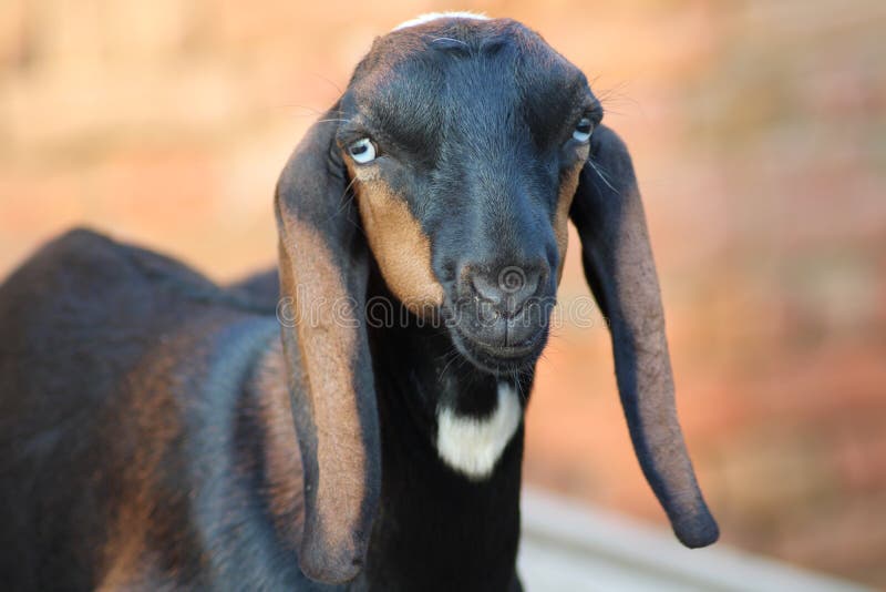Goat a Dairy Animal from Indian Breed of Goats Stock Image - Image of hair,  goat: 194942577