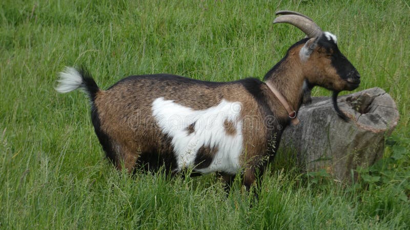Goat with a dog on it`s side 4 stock photos Goat with a dog on it`s side 4 stock photos