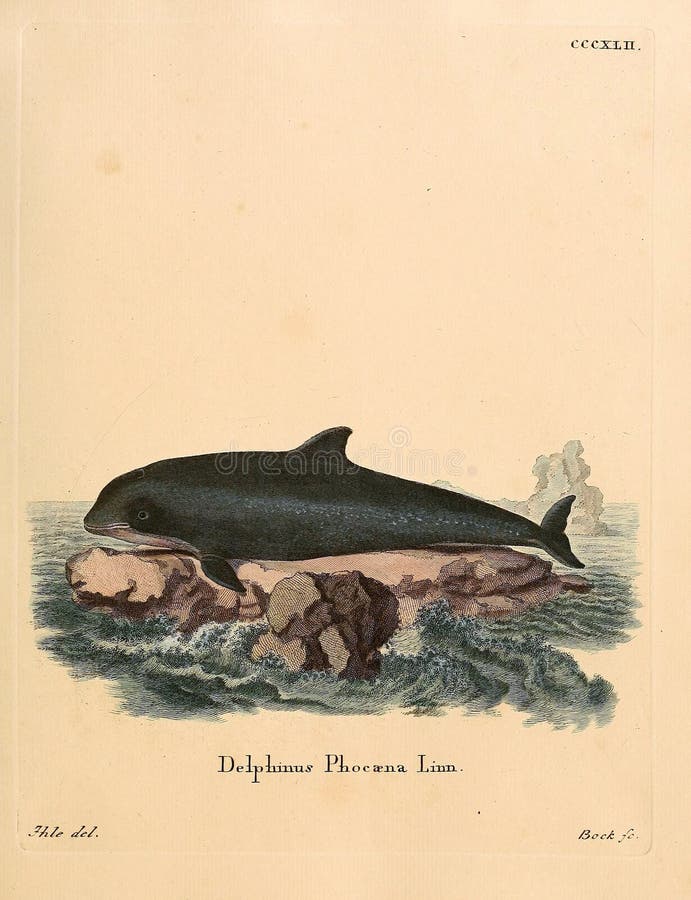 Goat drawn with a pencil in retro style. Old image. Engraving. Goat black white cartoon stock images, royalty-free photos and pictures