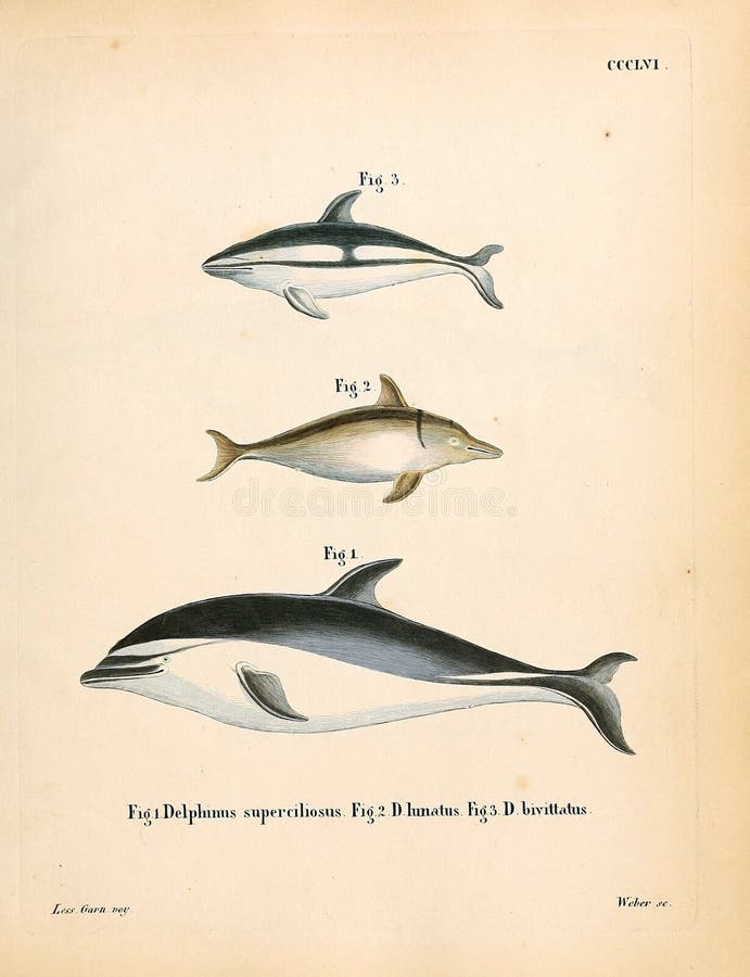 Goat drawn with a pencil in retro style. Old image. Engraving. Goat black white cartoon stock images, royalty-free photos and pictures