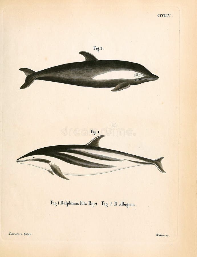 Goat drawn with a pencil in retro style. Old image. Engraving. Goat black white cartoon stock images, royalty-free photos and pictures