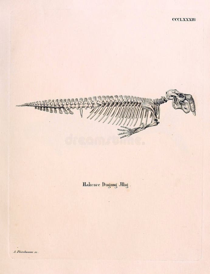 Goat drawn with a pencil in retro style. Old image. Engraving. Goat black white cartoon stock images, royalty-free photos and pictures