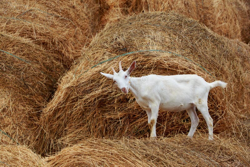 Goat eat fresh hay stock image. Image of graze, outdoors 162823721