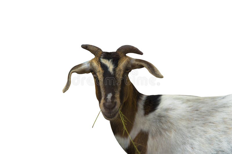 Goat eat on the white backdrop used to organize elements. stock images Goat eat on the white backdrop used to organize elements. stock images