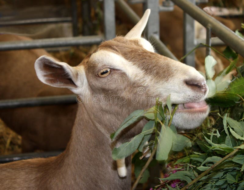 Goat Eating stock photo. Image of enclosure, animal, cage 17361546