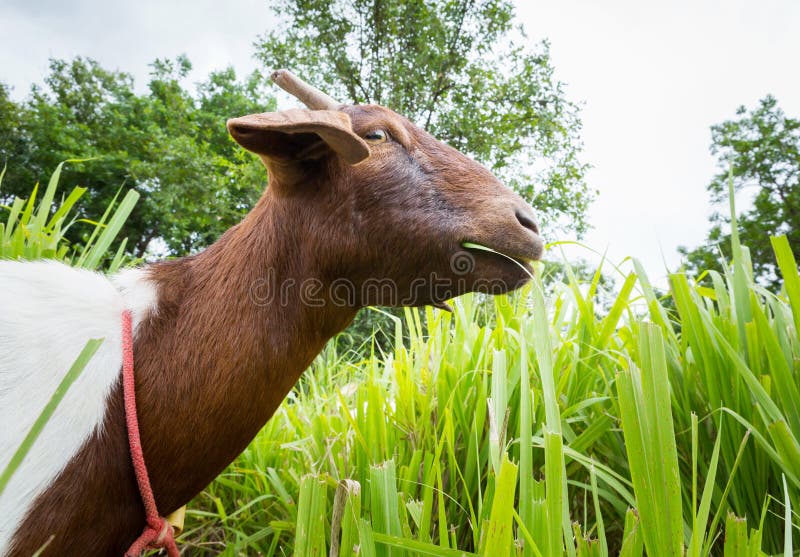 Goat eating grass stock photo. Image of lawn, farm, goat 33034930