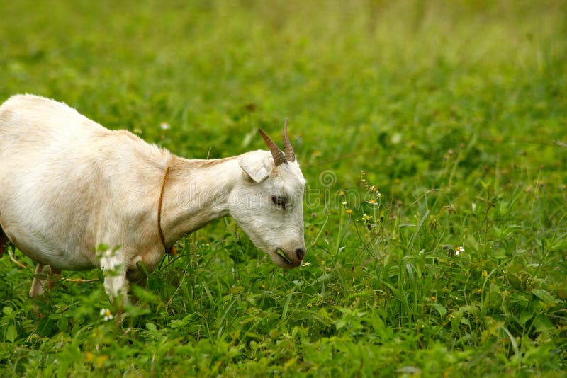 Goat Eating Grass in a Field Stock Photo Image of herd, health 97204372