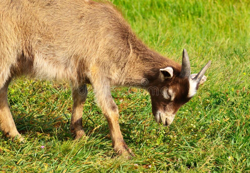 Goat eating grass on fild stock image. Image of closeup - 32489807