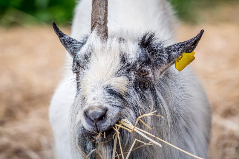 Goat eating hay stock photo. Image of hair, expression 19724806