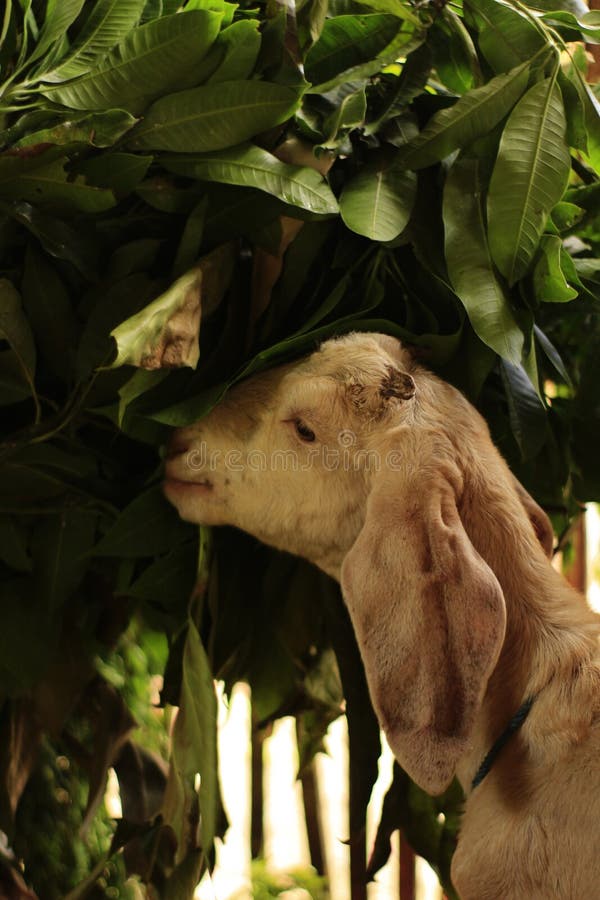 The Goat that is Eating the Leaves Given by the Owner Stock Photo