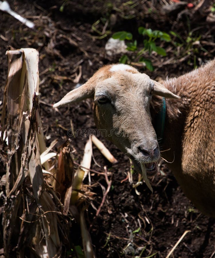Billy goat eating leaves stock image. Image of control 52435011