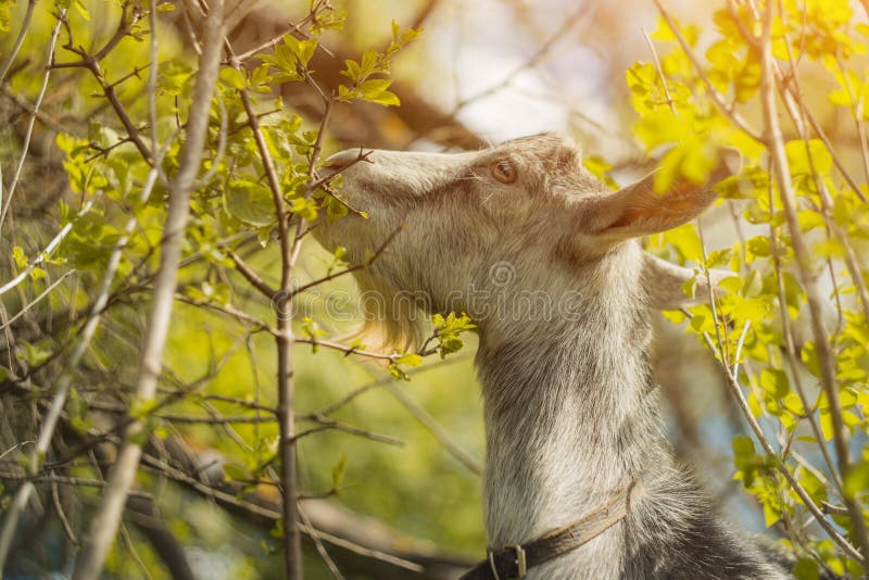 A Goat Eats Leaves in the Outdoor Stock Photo Image of herbal
