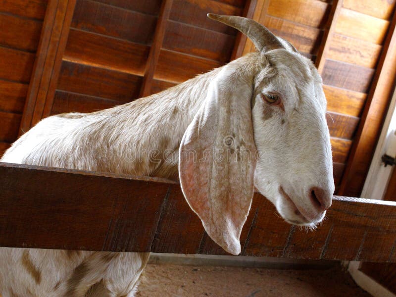 Download Goat on a farm stock photo. Image of domestic, fresh - 18889526