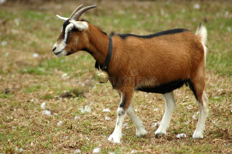 185,199 Goat Stock Photos - Free & Royalty-Free Stock Photos from Dreamstime
