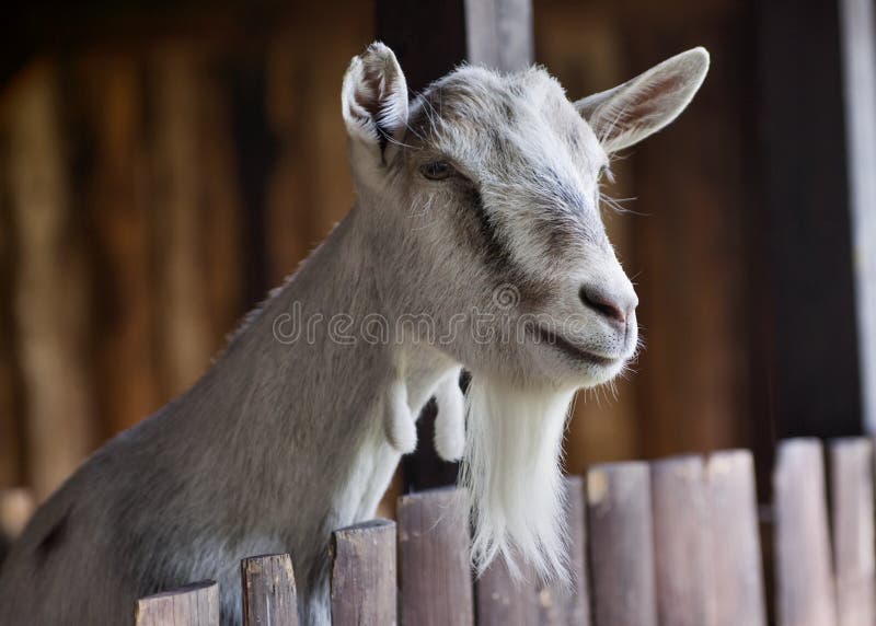 Goat at farm