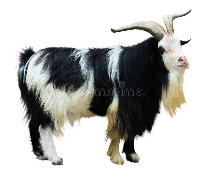 Goat royalty free stock images Goat royalty free stock images