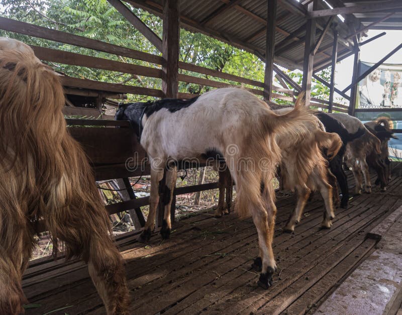 Goat Farm, for Meat Consumption Stock Image Image of eksotik, farm