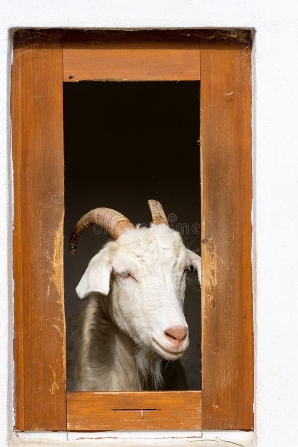 Goat at Pen Window stock image. Image of brown, mammals 7688043