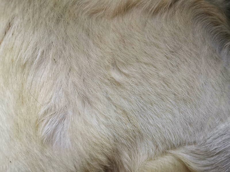 Goat fur is pure white stock photo Image of outerwear 305060198