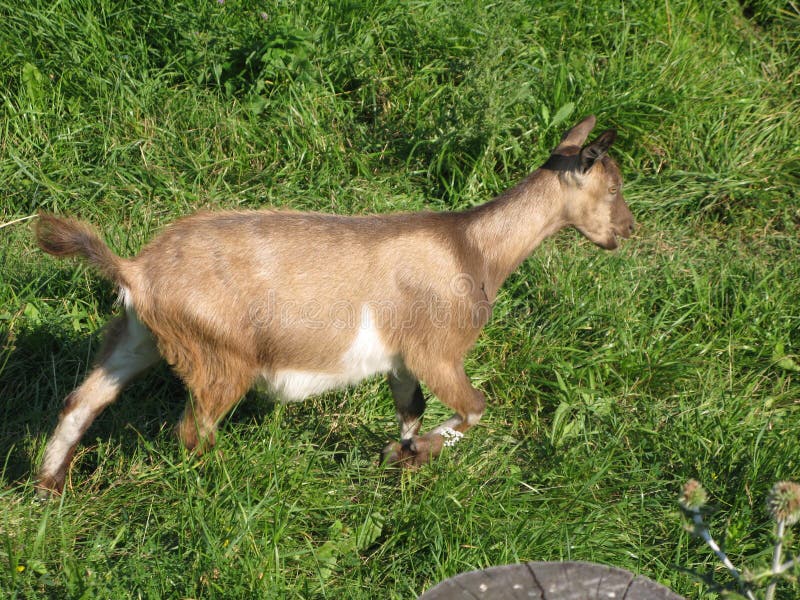 Goat on the grass stock photo. Image of farm, agriculture - 91057042