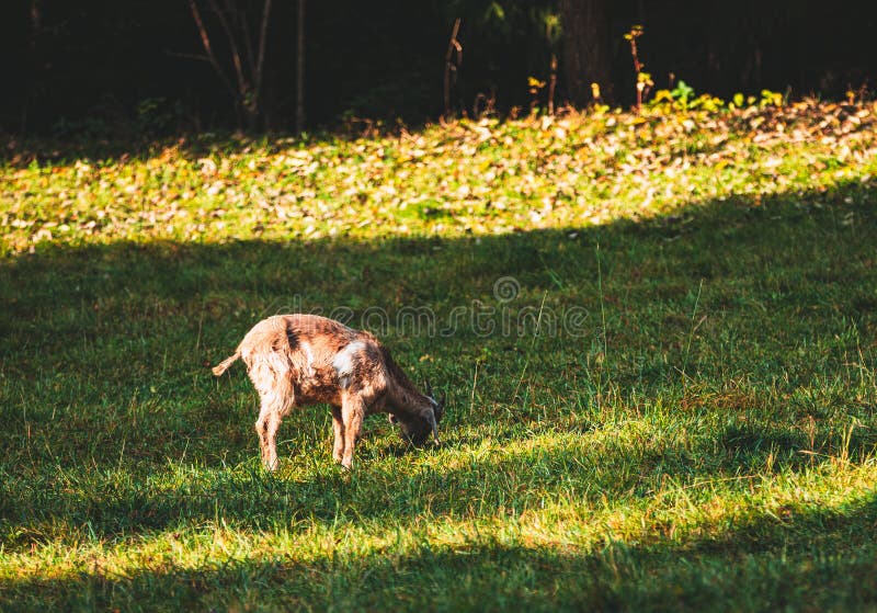 Goat grazing in the green field. royalty free stock images