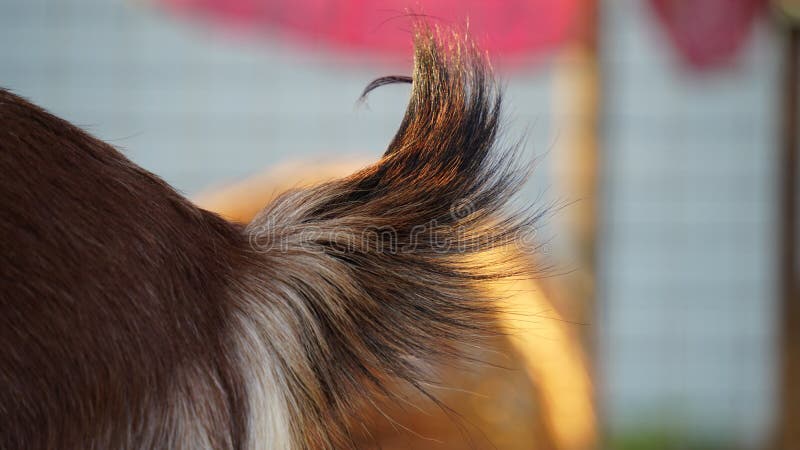 Fur Background of a Goat. Goat Hair Mostly Uses in Woolen Industry. Goat is  a Mammal Ruminant Animal Stock Image - Image of fluffy, fabric: 212250759