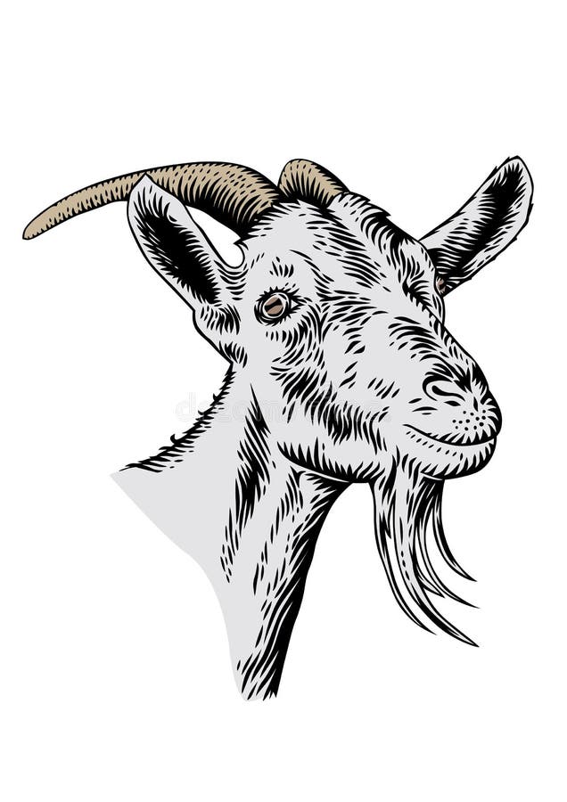 Goat head with horns stock vector. Illustration of milk 66525587