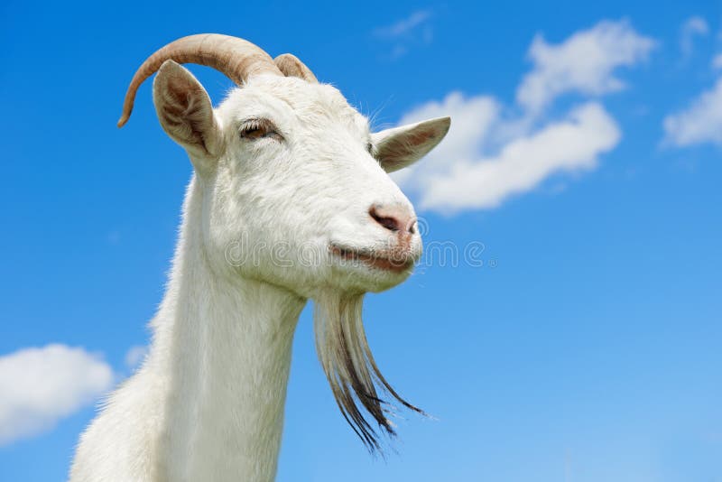 Goat with horn at green pasture royalty free stock images