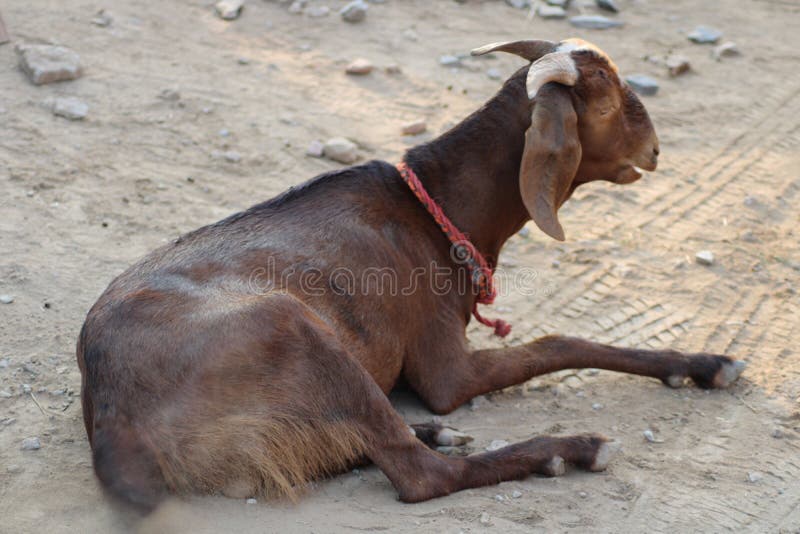 Goat a Dairy Animal from Indian Breed of Goats Stock Image Image of