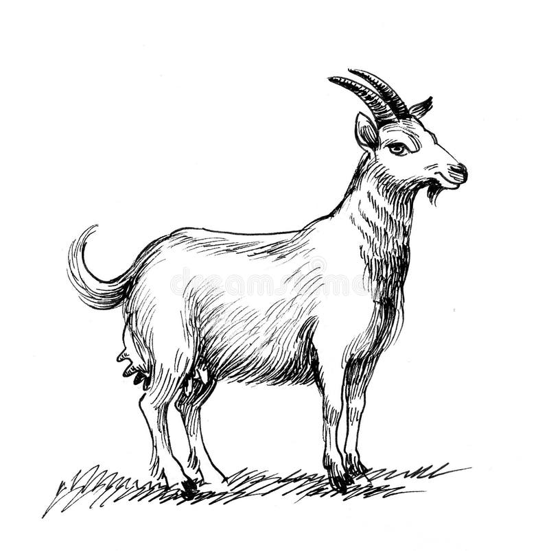 female goat clipart