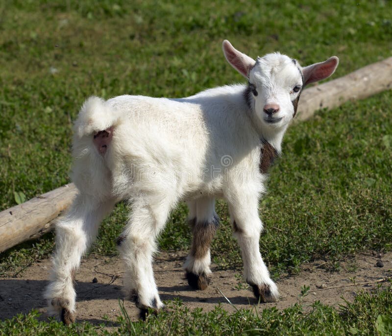 Goat kid