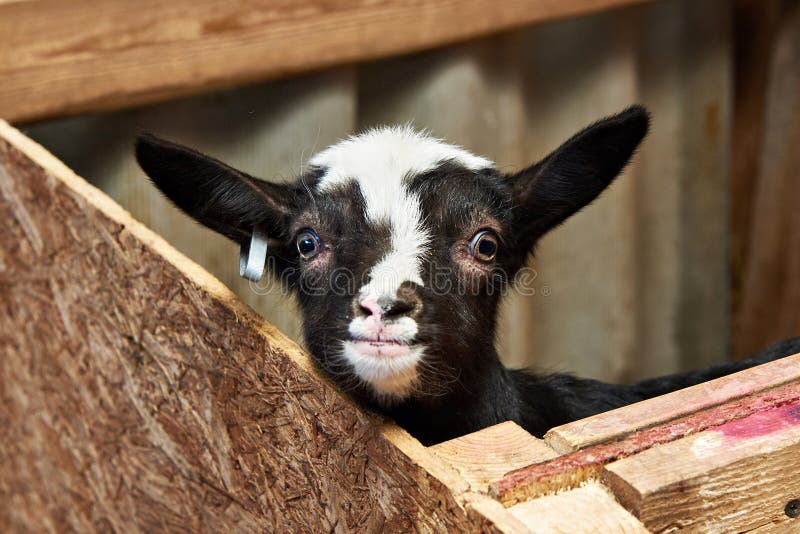 Goat kid in corral on farm stock image. Image of children 70122123