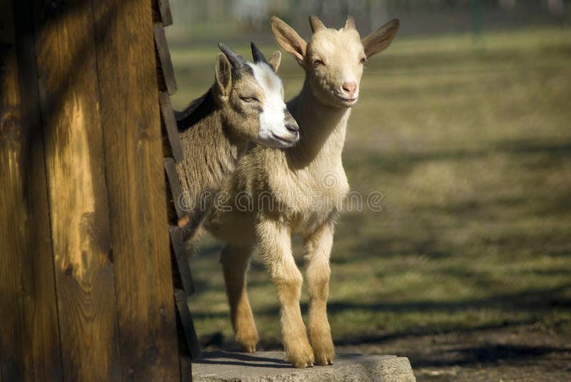 Goat kids royalty free stock photos Goat kids royalty free stock photos