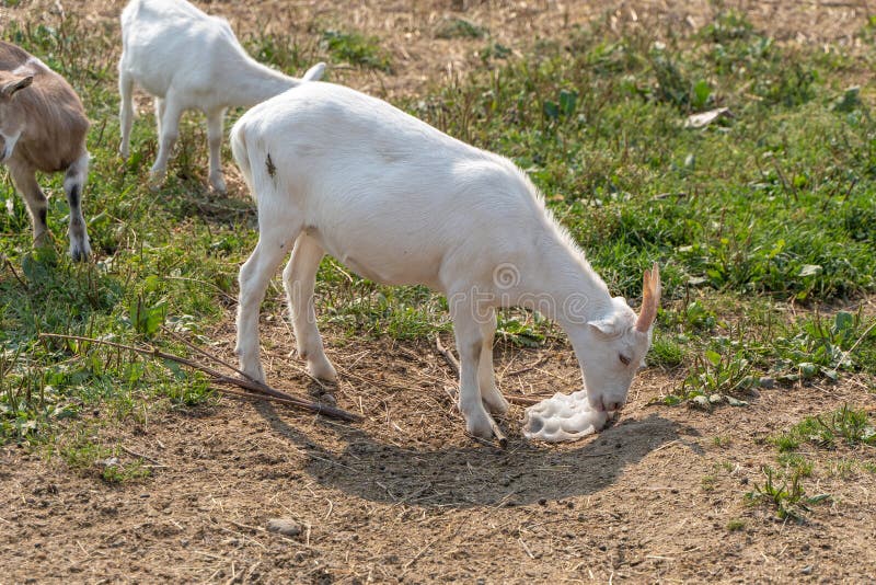 Goat Licks Salt on a Farm in a Pasture Stock Image Image of tongue