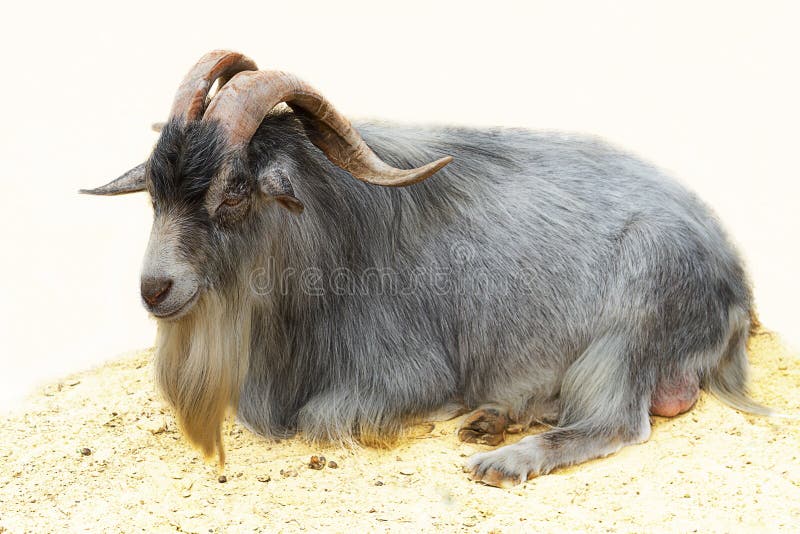 Goat with long horns stock photo. Image of color, serious 25629814