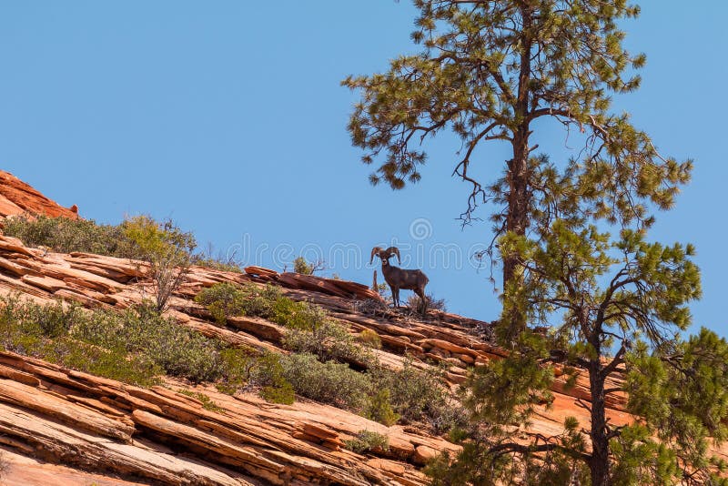 Goat in the mountain, under tree. Nature landscape of Zion National Park, USA royalty free stock images Goat in the mountain, under tree. Nature landscape of Zion National Park, USA royalty free stock images