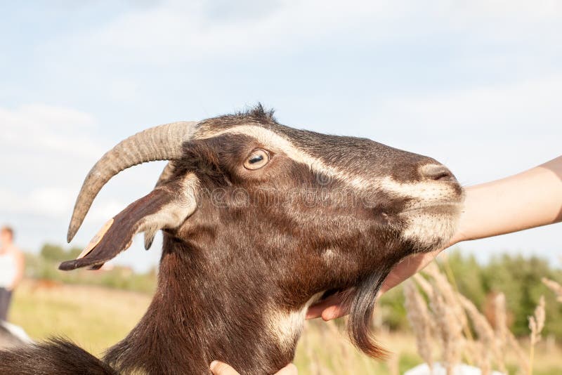 goat muzzle