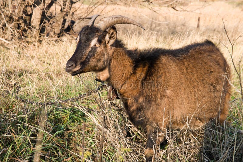 Goat pasture stock photo. Image of livestock, field, grass 17366380