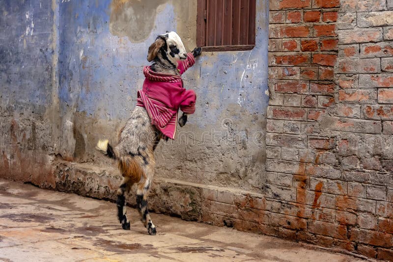 A goat in a pink coat during winter time in Varanasi, India