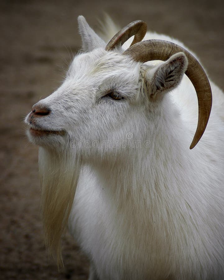 Goat Portrait stock photo. Image of barnyard, animal, barn - 32992
