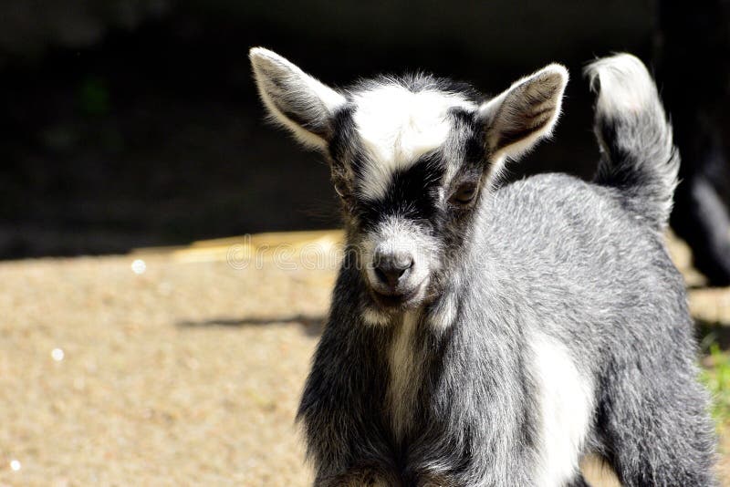 Kid goat playing stock photo. Image of life, fast, outdoor 20738566