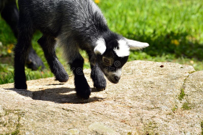 Kid goat playing stock photo. Image of life, fast, outdoor 20738566