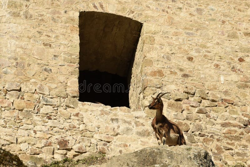 Goat at Sasov Castle, Banska Bystrica Region, Slovakia