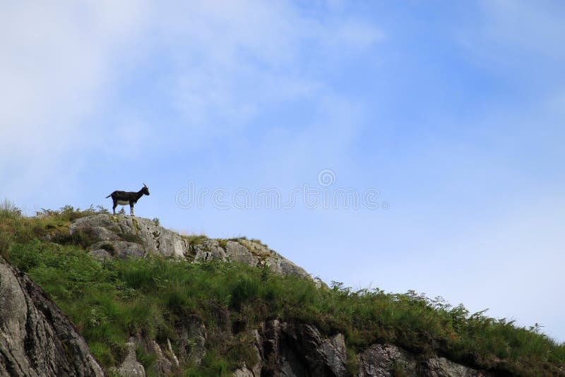 Goat on skyline in Wild Goat Park, Scotland