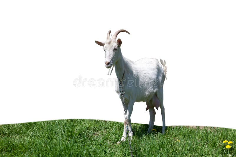 Goat standing isolated on a white background stock photography Goat standing isolated on a white background stock photography
