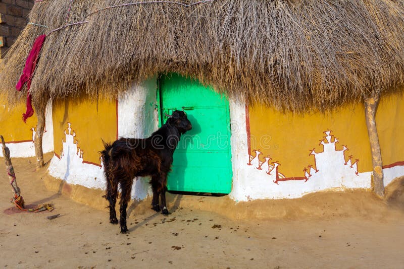 Goat stands in front of the house  in a village in Jaisalmer stock photo